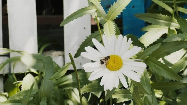 Daisy Flower and a Bee in Nature