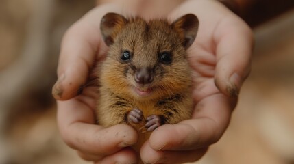 A tiny baby quokka with a cheeky smile