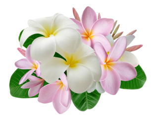 Tropical bouquet with frangipani flowers for greeting card, wedding, wallpaper isolated on transparent background.