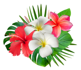 Tropical summer bouquet with frangipani flowers and hibiscus flower isolated on trandparent background. Hawaiian style floral arrangement