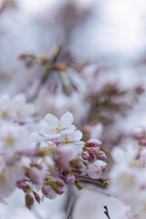 アップの桜