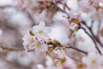 アップの桜