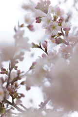 Obraz premium アップの桜