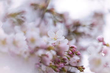 Obraz premium アップの桜