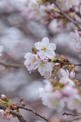 アップの桜