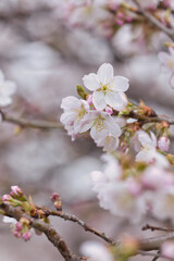 アップの桜