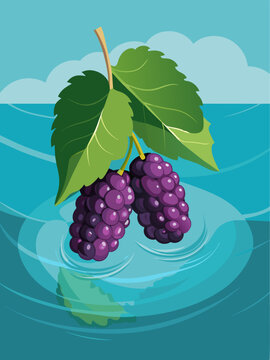 mulberry fruit water background