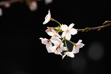 満開の桜の花