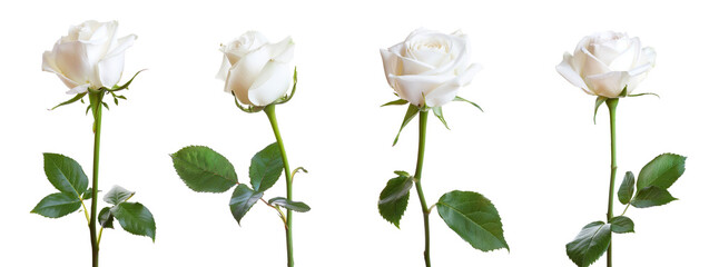 White rose isolated on white background.