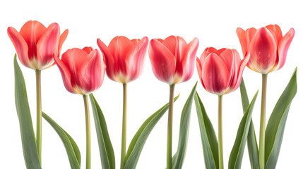 Fototapeta premium group of blooming tulips isolated on white background PNG