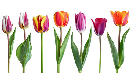 Fototapeta premium group of blooming tulips isolated on white background PNG