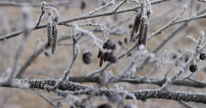 frost-covered branches and cones and catkins of the alder tree, deciduous alder tree without foliage in early spring after frosts