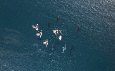 Very large group of Humpback whales migrating along the coral coast in Western Australia. Around 15...