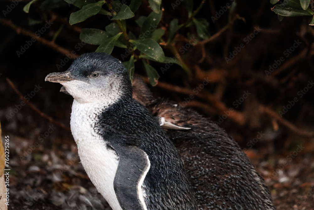 Wall mural picture of two little blue penguins (or fairy penguins) in the wild. very cute small birds in tasman