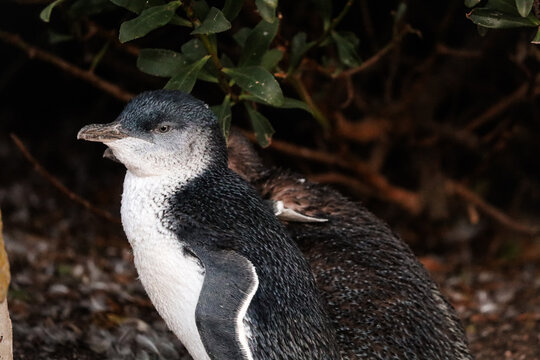 Picture of two little blue penguins (or fairy penguins) in the wild. Very cute small birds in Tasmania, Australia. Moulting season.