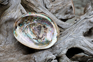 Close up of the pearly texture of a an abalone seashell resting on an old driftwood log. 