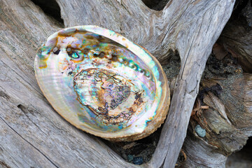 Close up of the pearly texture of a an abalone seashell resting on an old driftwood log. 