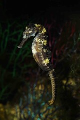 Tiger tail seahorse (Hippocampus comes) 