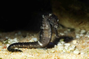 Longnose or Three-spot Seahorse (Hippocampus trimaculatus) © Pavaphon