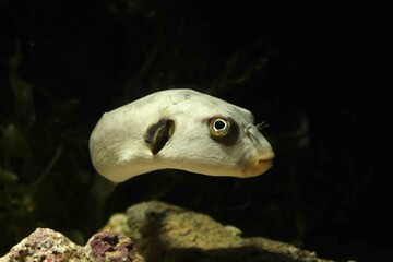 Immaculate puffer or yellow-eyed pufferfish (Arothron immaculatus)	