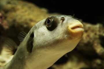 Immaculate puffer or yellow-eyed pufferfish (Arothron immaculatus) fish face close up