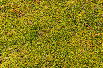 An abstract image of the texture on a thick layer of lush green moss .