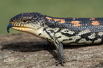Australian Blotched or Southern Blue-tongue Lizard