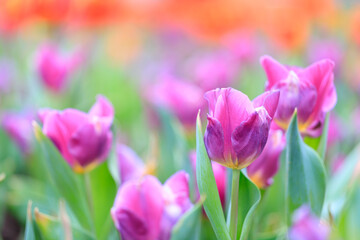 Obraz premium Morning Dew on Vibrant Pink Tulips