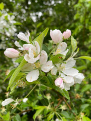 Blossoming branch of an apple tree in spring garden, close up.