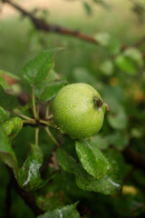 Green apple on a branch of apple tree in the orchard. Ontario, Canada.