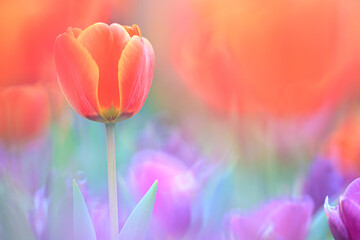 A Vibrant Bloom Tulipa Gesneriana Amidst a Colorful Garden