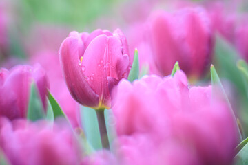 Morning Dew on Vibrant Pink Tulips