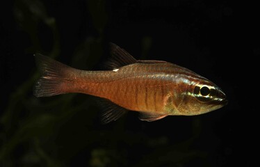 Moluccan cardinalfish (Ostorhinchus moluccensis) in tropical marine aquarium	