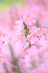 Whispers of Spring: The Delicate Pink Snapdragon’s Bloom