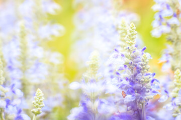 Naklejka premium Salvia Farinacea’s Lavender Whispers: A Portrait of Serene Beauty