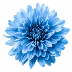 a blue flower is shown on a white background