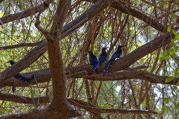 Irrisors moqueurs perchés sur une branche