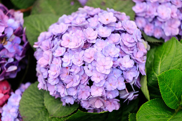 Hydrangea Macrophylla: A Tapestry of Blue and Purple Blooms