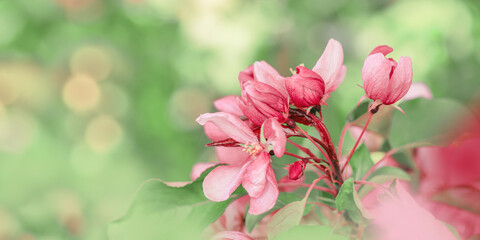 Pink apple tree flowers at sunlight, spring blooming red blooms on blurred bokeh background, wide banner with copy space. Beauty nature scenery in garden, delicate petals of blooms outdoor
