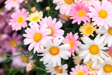 A Serene Ensemble of Pink and White Daisies