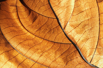 Autumnal Dry Leaf Texture background. Macro photo of dried leaf with  golden brown texture, withered natural foliage at sunlight, dark shadows. Veins pattern in warm autumn hues, low depth of field