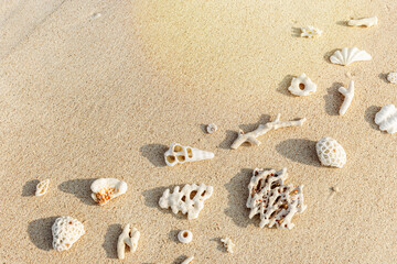 Seashells and coral on Beach Sand at sunlight, outdoor nature photo from white shells and coral...