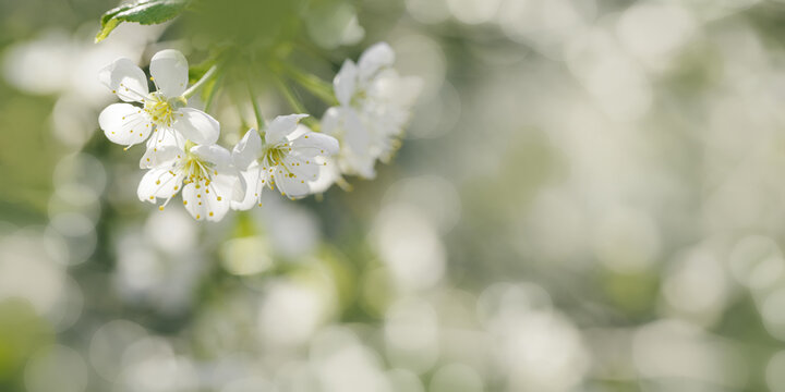 Apple blossom over nature blurred background, beautiful spring white flowers, copyspace, delicate blooms on branch outdoors, soft focus, pale neutral colored photo, aesthetic minimal nature banner