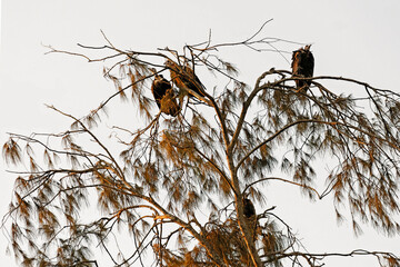 Vautours perchés sur un arbre