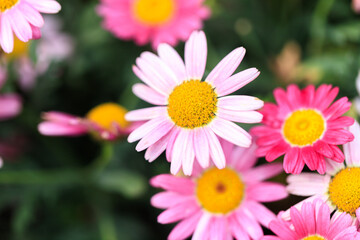 A Serene Ensemble of Pink and White Daisies