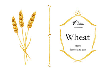 小麦と小麦の茎、穂、種、葉のベクターイラストセット - obrazy, fototapety, plakaty