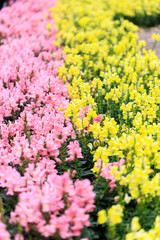 Fields of Color: Pink and Yellow Snapdragons in Bloom