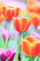 Obraz premium A Vibrant Bloom Tulipa Gesneriana Amidst a Colorful Garden