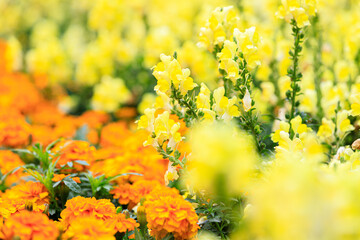 Sunlit Whispers: Yellow Snapdragons in Spring’s Warmth