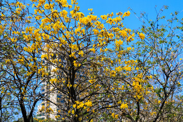Golden Blooms of Handroanthus Chrysotrichus Adorn the Sky, A Dance of Spring’s Arrival